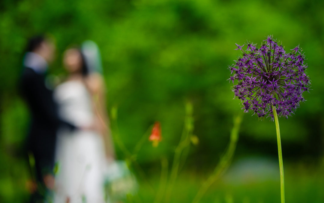 Radhika + Max | Intimate Wedding Photos | Brookside Gardens | Maryland