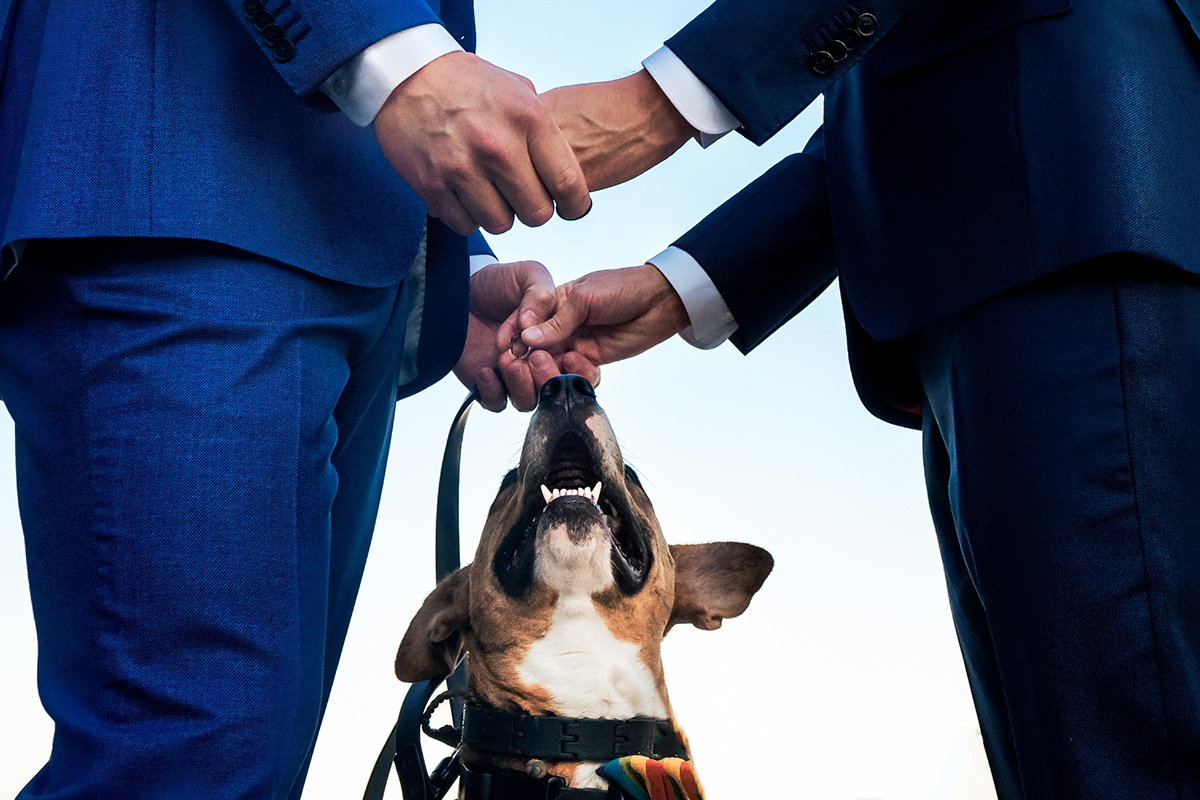 Same sex wedding ceremony with dog at the Conrad Hotel in DC by Potok's World Photography