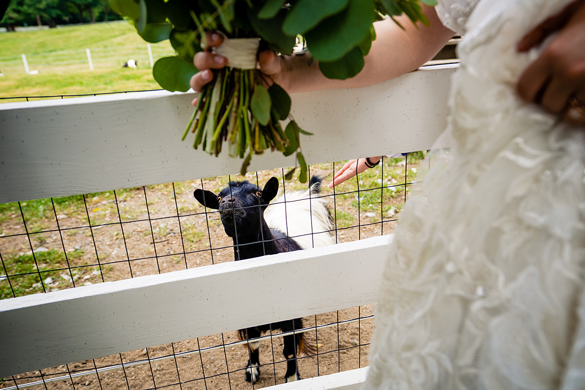 Couples portraits at Fearrington Village with goat at Chapel Hill wedding by DC wedding photographers Potok's World Photography