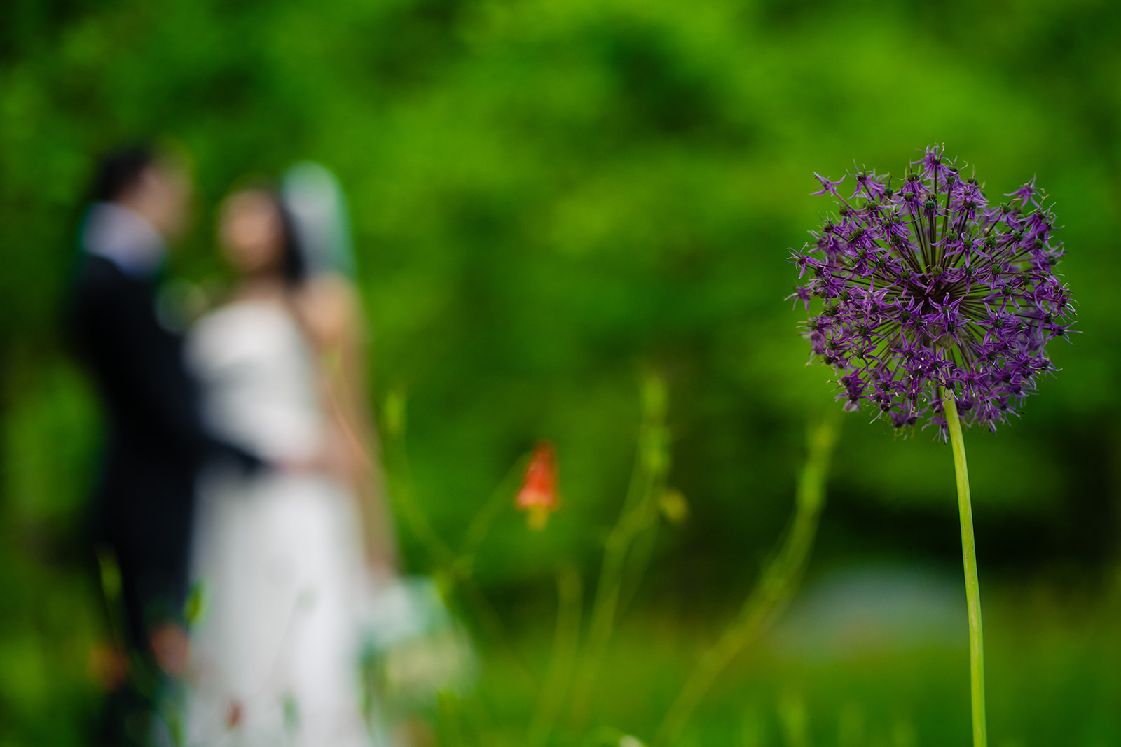 Intimate wedding photos at Brookside Gardens in Maryland by Potok's World Photography
